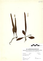 藏品(抱樹石葦)的圖片